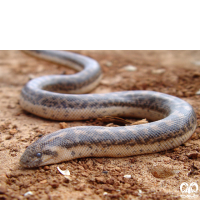 گونه مار بوآی شنی خوزستان Arabian Sand Boa